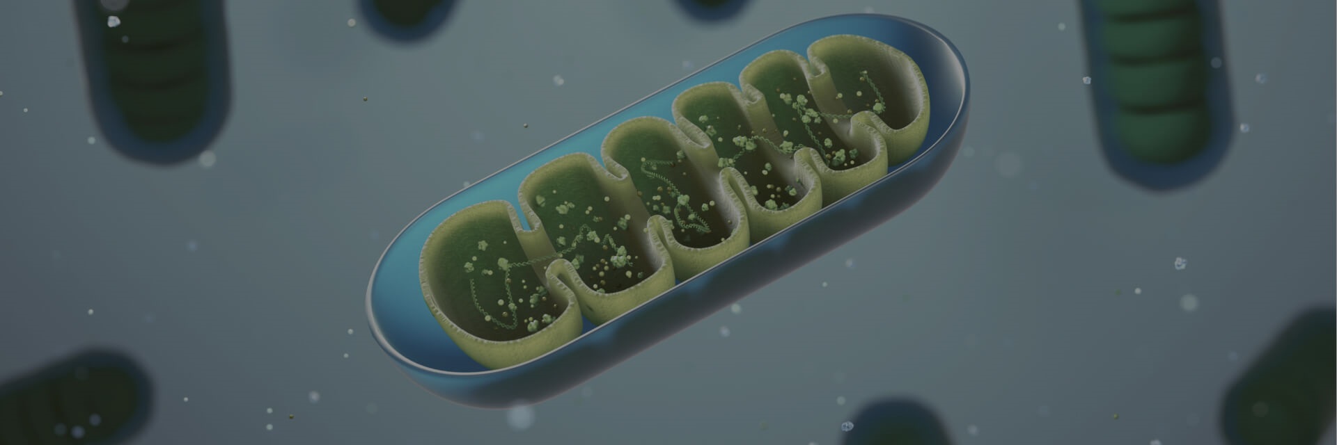 mitochondria function for the heart