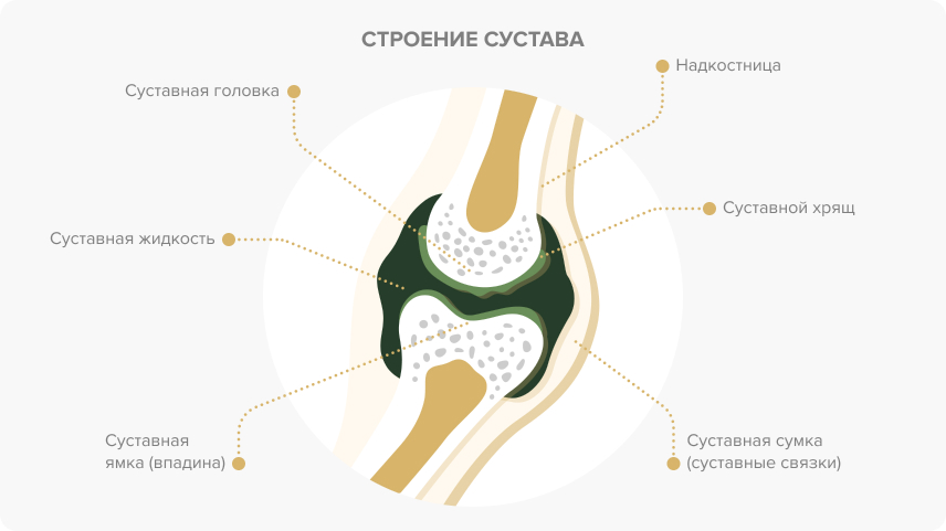 Преимущества коллагена 4