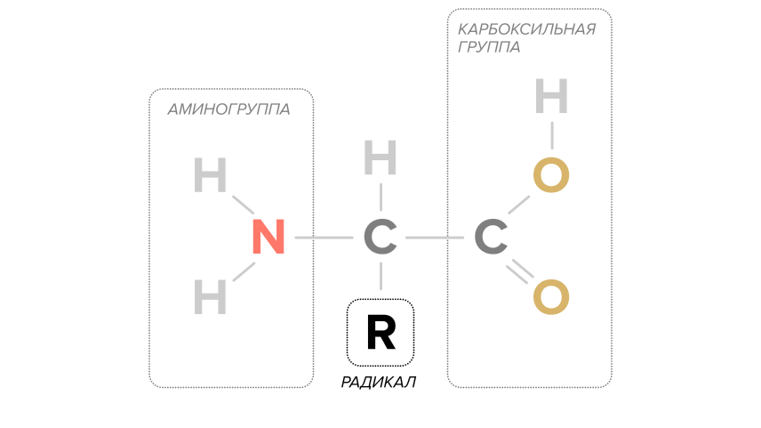 Аминокислоты: что это такое и зачем нужны организму 1