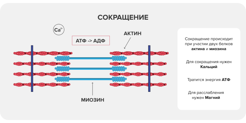 Условия для роста мышц: что влияет и сколько нужно белка? 03